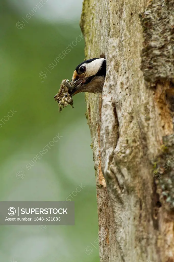 Great Spotted Woodpecker or Greater Spotted Woodpecker (Dendrocopos major), cleaning the nesting hole, Rhineland-Palatinate, Germany, Europe