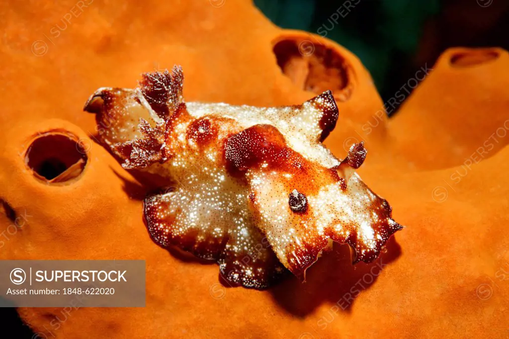 Brown-white discus nudibranch (Discodoris boholiensis), sea slug, Great Barrier Reef, a UNESCO World Heritage Site, Queensland, Cairns, Australia, Pac...