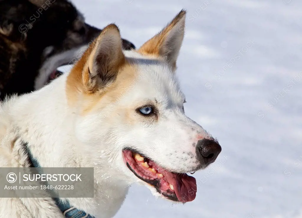 Portrait of a sled dog, lead dog, Alaskan Husky, panting, frozen Yukon River, Yukon Territory, Canada