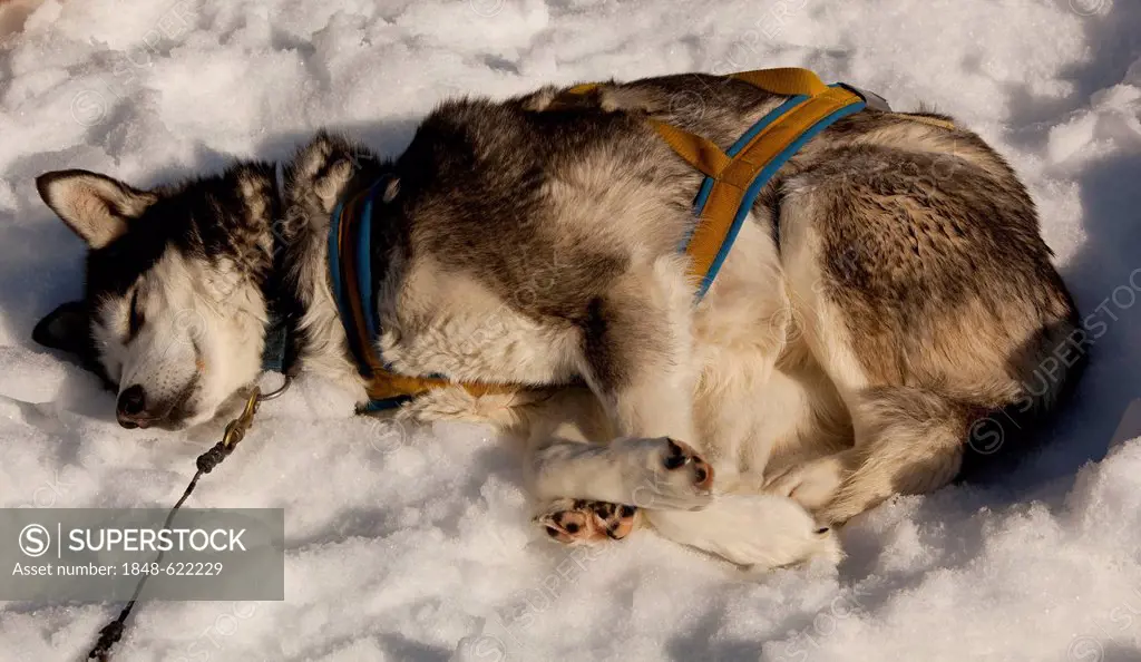 Sled dog in harness resting, sleeping in snow and sun, stake out cable, Alaskan Husky, Yukon Territory, Canada