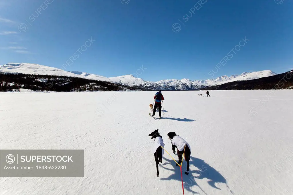 Skijoring, sled dogs pulling cross country skiers, dog sport, Alaskan Huskies, frozen Lake Lindeman, mountains behind, Coastal Range, Chilkoot Pass, T...
