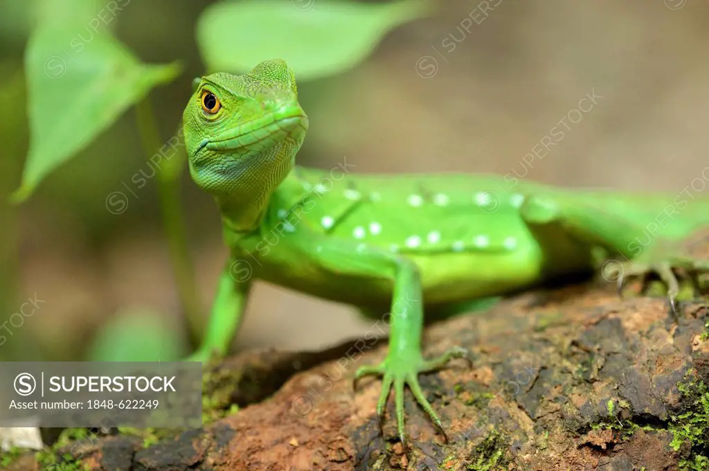 Plumed basilisk, Green basilisk, Double crested basilisk or Jesus Christ lizard (Basiliscus plumifrons), female, on a tree trunk, La Fortuna, Costa Ri...
