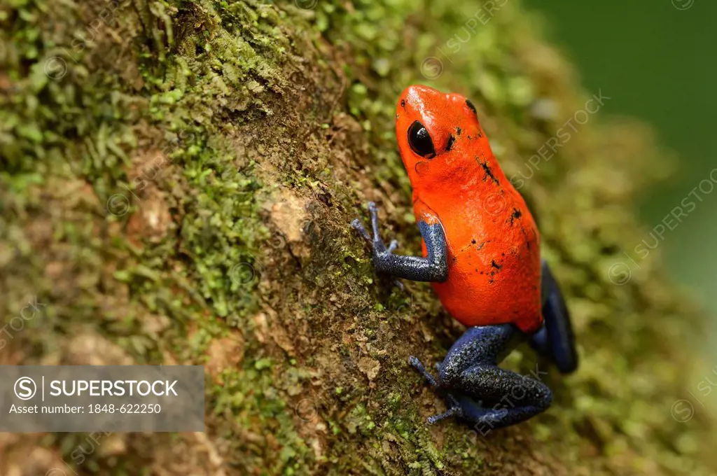 Strawberry Poison Frog (Dendrobates pumilio), Tenorio Volcano National Park, Costa Rica, Central America