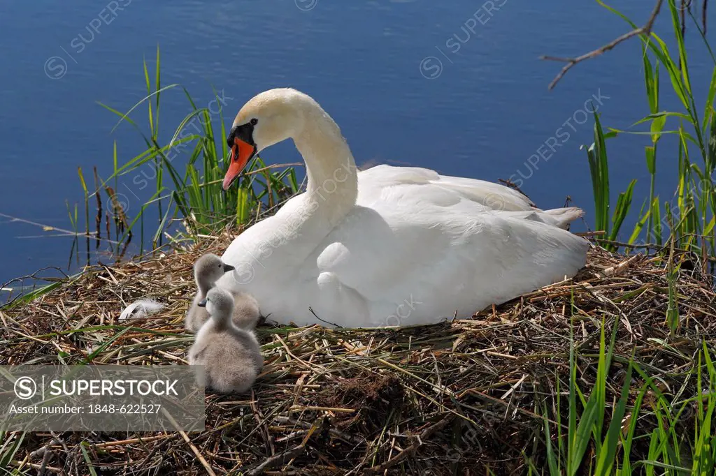Mute Swan (Cygnus olor) with cygnets on nest, Germany, Europe
