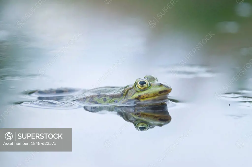 Edible frog (Rana esculenta), Haren, Emsland, Lower Saxony, Germany, Europe