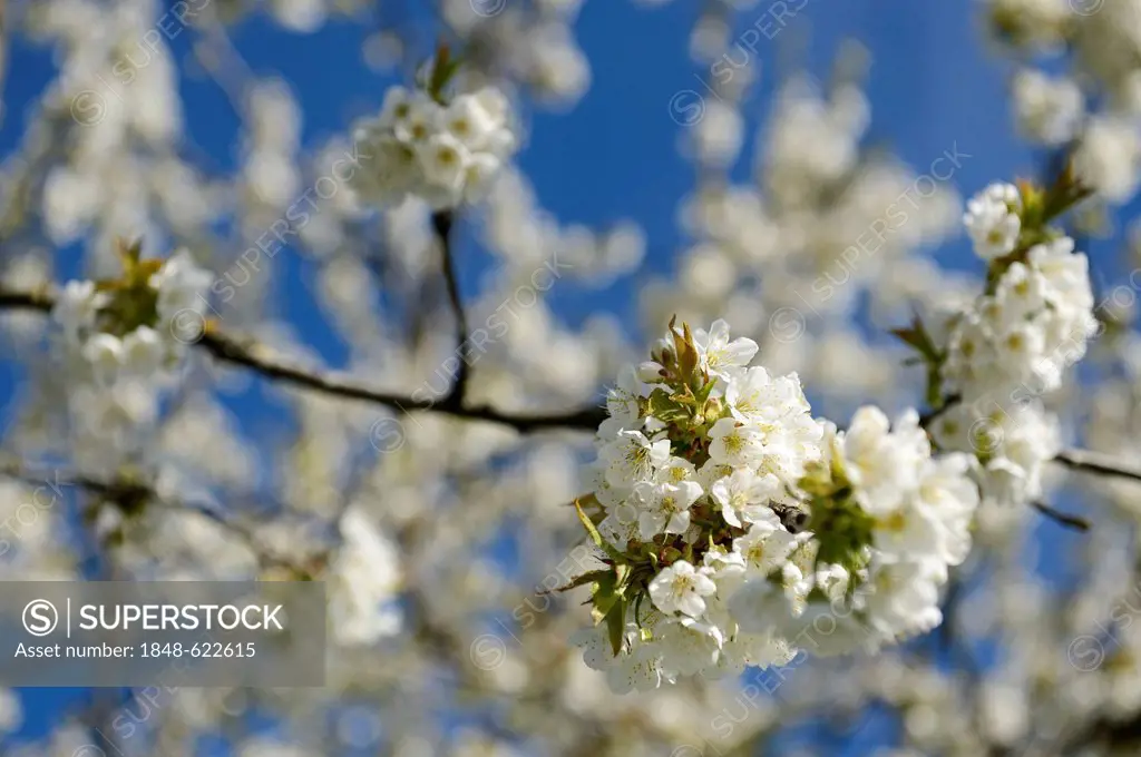 Blossoming branch of an apple tree, Chiemgau region, Upper Bavaria, Bavaria, Germany, Europe