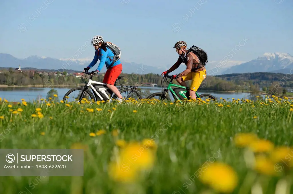 Cyclists on electric bicycles in front of Tachinger See lake, Chiemgau region, Upper Bavaria, Bavaria, Germany, Europe