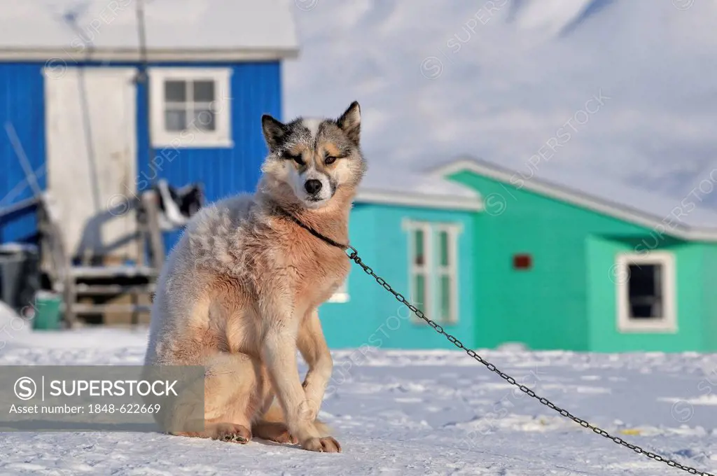 Greenland Dog in Qeqertarsuaq or Disko Island, Greenland, Arctic North America