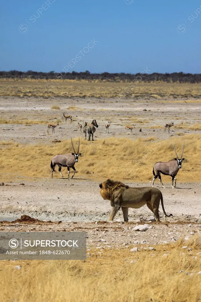 Lion (Panthera leo) and Gemsboks or Gemsbucks (Oryx gazella), Etosha National Park, Namibia, Africa