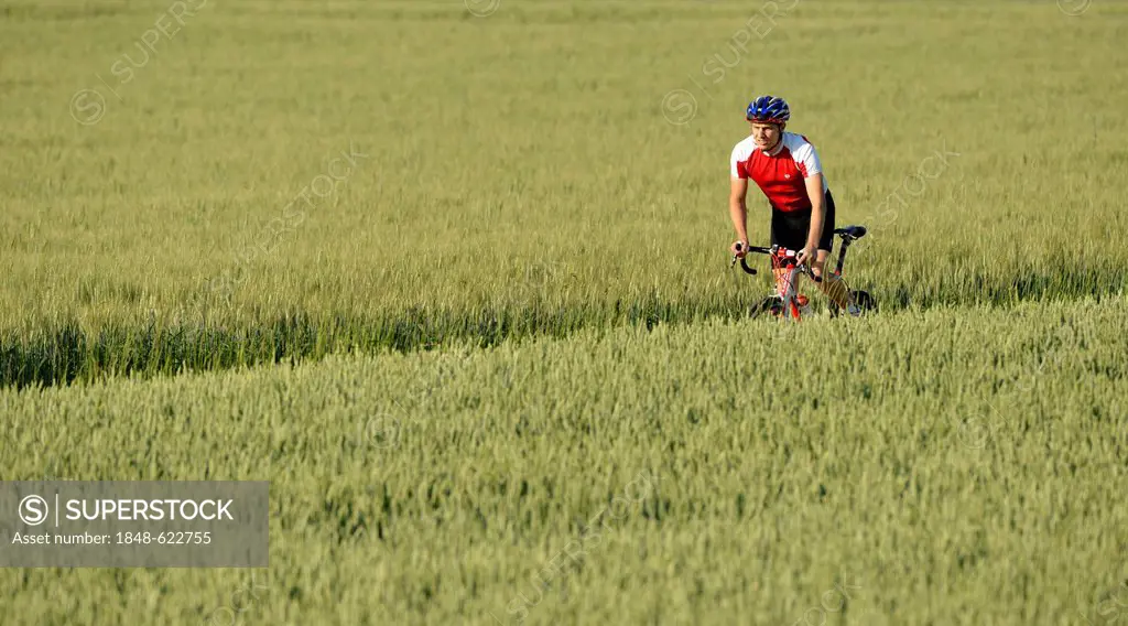 Racing cyclist riding through a field of barley, Waiblingen, Baden-Wuerttemberg, Germany, Europe, PublicGround