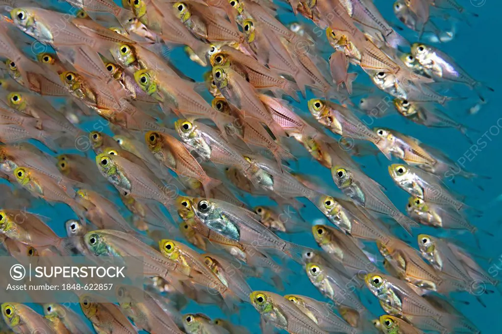Shoal of pigmy sweepers (Parapriacanthus ransonneti), Great Barrier Reef, a UNESCO World Heritage Site, Queensland, Cairns, Australia, Pacific Ocean