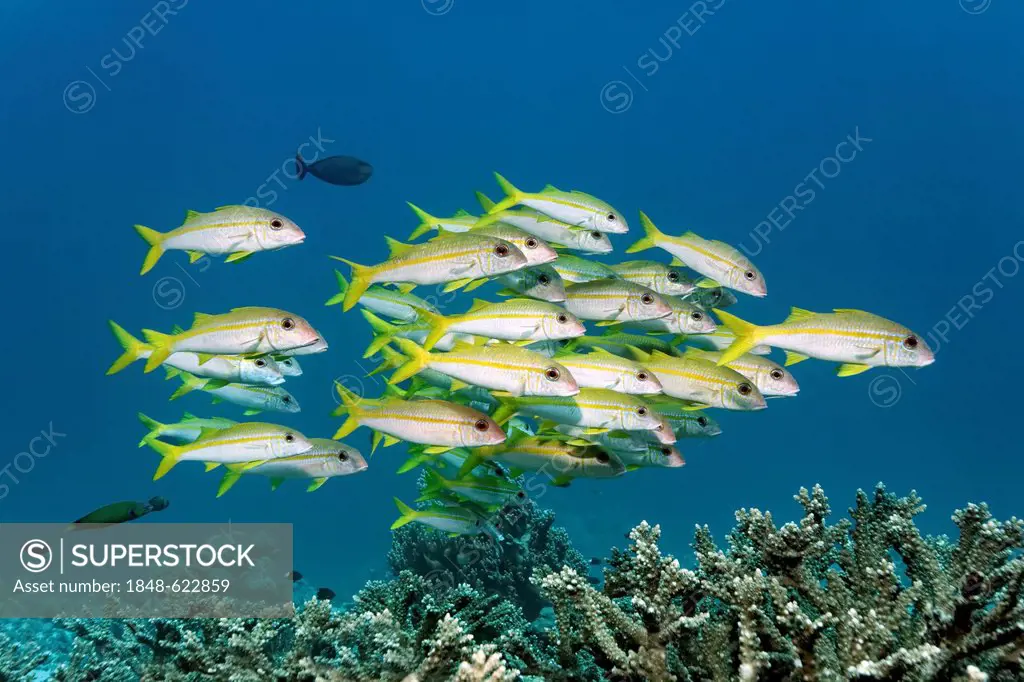 Shoal of yellowfin goatfish (Mulloidichthys vanicolensis) swimming over hard corals, Great Barrier Reef, a UNESCO World Heritage Site, Queensland, Cai...
