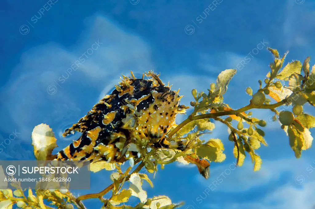 Sargassumfish (Histrio histrio) on Japanese wireweed (Sargassum muticum), Great Barrier Reef, a UNESCO World Heritage Site, Queensland, Cairns, Austra...