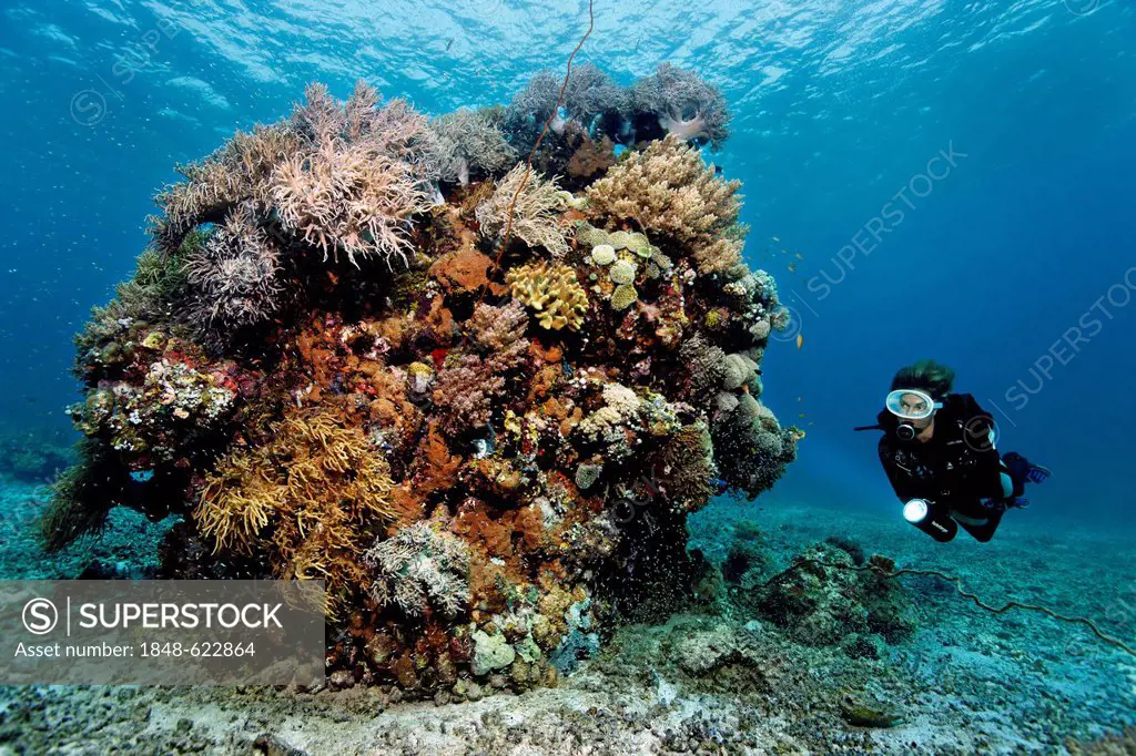 Diver looking at a large block of various corals on the reef top, Great Barrier Reef, a UNESCO World Heritage Site, Queensland, Cairns, Australia, Pac...
