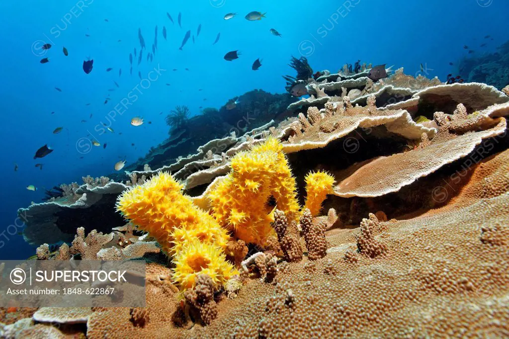 Underwater scenery, reef, unidentified yellow sponge (Porifera), stone corals and fish, Great Barrier Reef, a UNESCO World Heritage Site, Queensland, ...