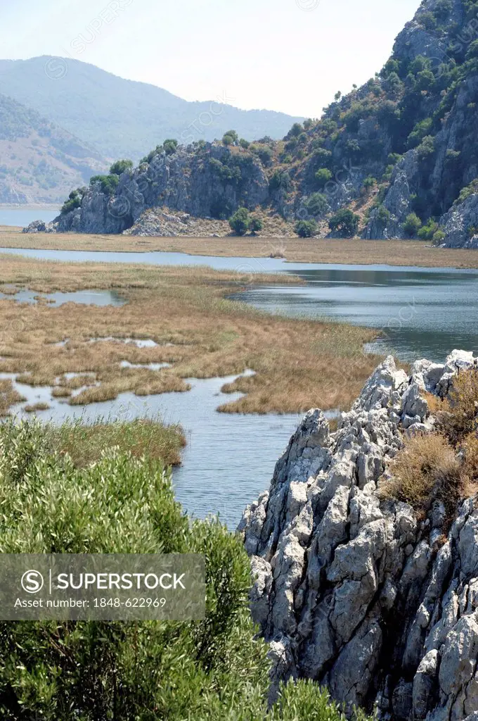 Reeds in the river delta between Caunos and Iztuzu beach, nature reserve near Dalyan, Mugla province, Mediterranean, Turkey, Asia Minor