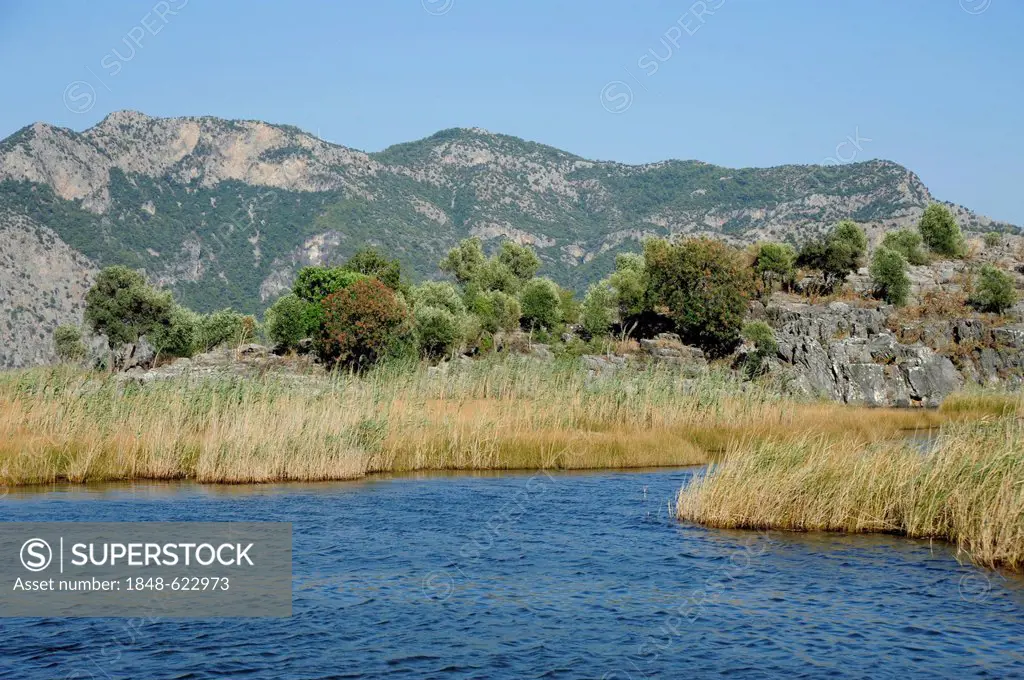 Reeds in the river delta between Caunos and Iztuzu Beach, nature reserve near Dalyan, Mugla province, Mediterranean, Turkey, Asia Minor