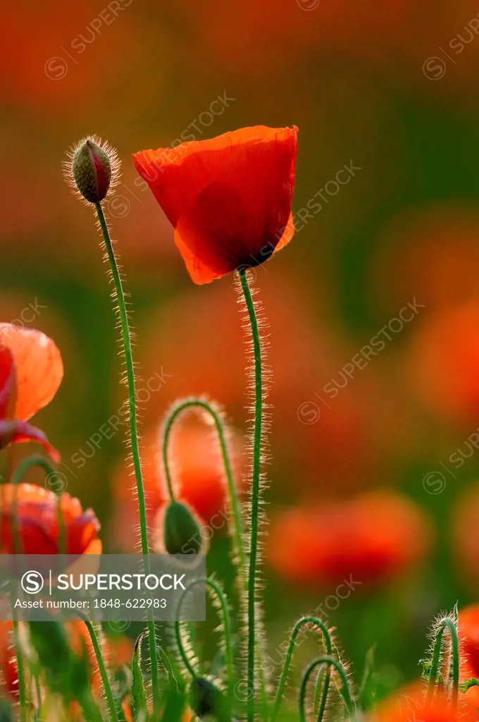 Poppy flower and buds (Papavers sp.), Pfaffenhausen, Lower Allgaeu, Swabia, Bavaria, Germany, Europe