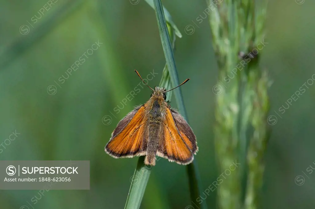 Yellow ochre skipper butterfly (Thymelicus flavus), male, Moenchbruch Nature Reserve, Hesse, Germany, Europe