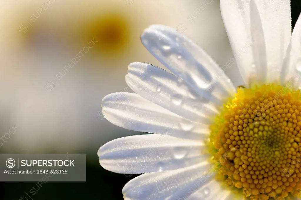 Daisy flower (Leucanthemum vulgare), Auerberg, Rieden, East Allgaeu, Swabia, Bavaria, Germany, Europe