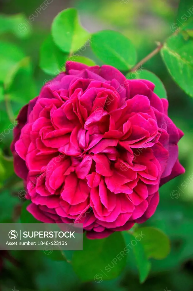 Purple-violet Damask Rose or Damascus Rose (Rosa damascena), Pegnitz, Middle Franconia, Bavaria, Germany, Europe