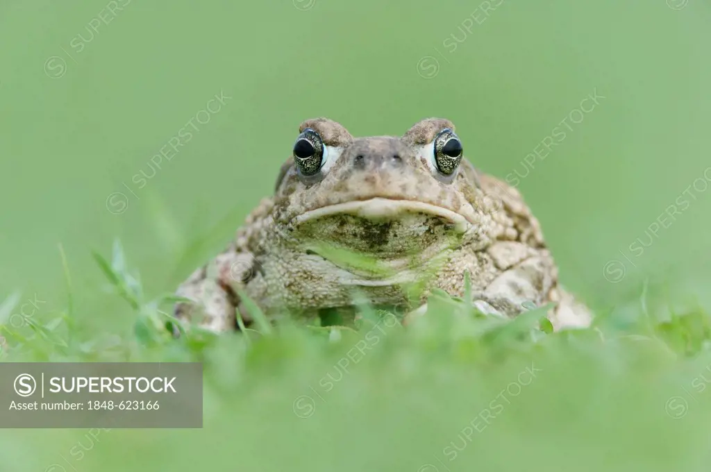 Texas Toad (Bufo speciosus), adult, Dinero, Lake Corpus Christi, South Texas, USA
