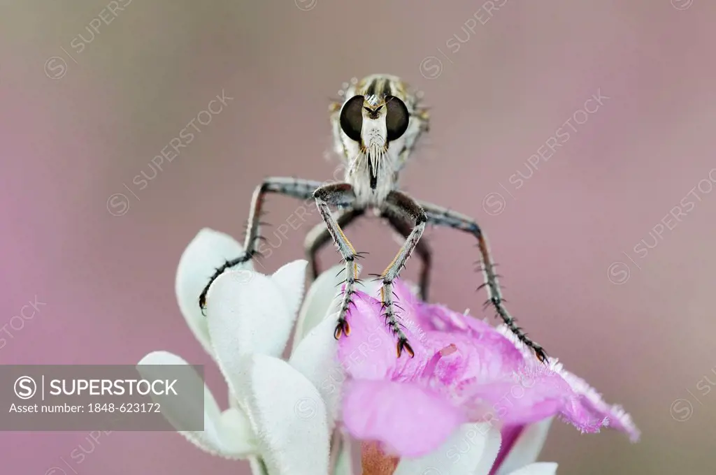 Robber Fly (Asilidae), adult perched on Texas Sage (Leucophyllum frutescens), Dinero, Lake Corpus Christi, South Texas, USA