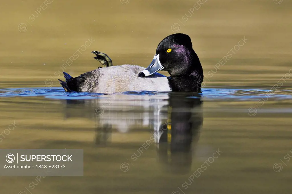 Ring-necked Duck (Aythya collaris), male preening, Dinero, Lake Corpus Christi, South Texas, USA