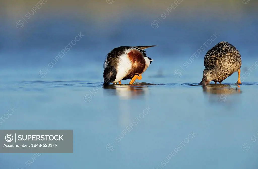 Northern Shoveler (Anas clypeata), pair feeding in lake, Dinero, Lake Corpus Christi, South Texas, USA