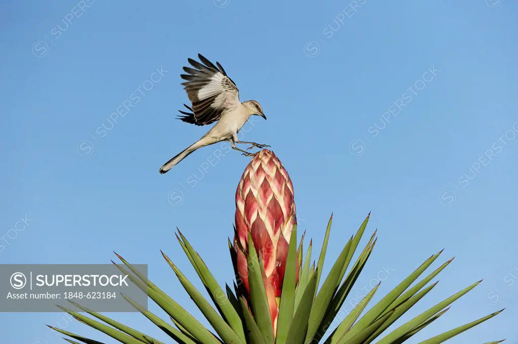 Northern Mockingbird (Mimus polyglottos), adult landing on blooming Trecul Yucca, Spanish Dagger (Yucca treculeana), Dinero, Lake Corpus Christi, Sout...