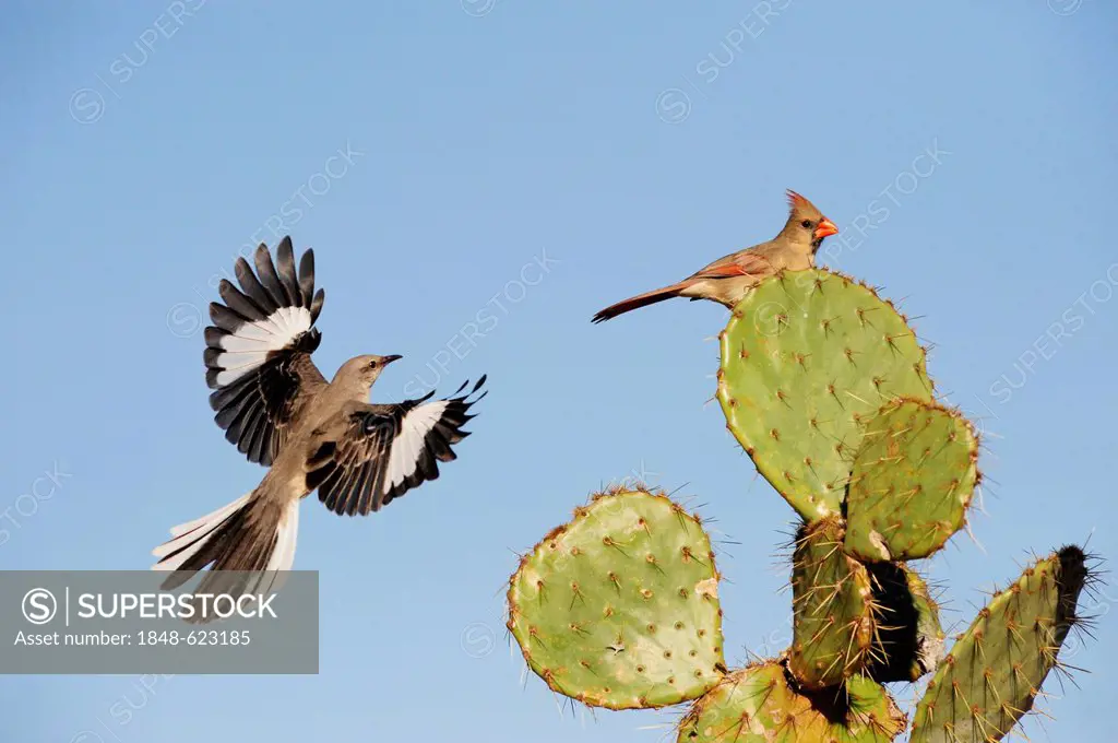 Northern Mockingbird (Mimus polyglottos), adult and Northern Cardinal (Cardinalis cardinalis) landing on Texas Prickly Pear Cactus (Opuntia lindheimer...