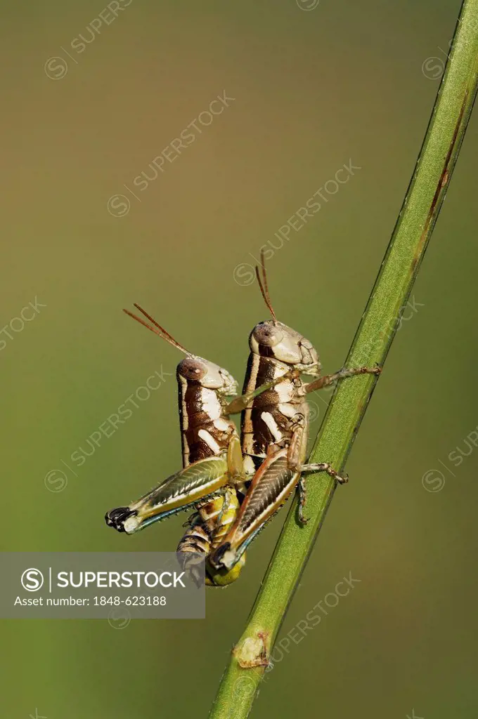 Short-horned Grasshopper (Acrididae), pair mating, Dinero, Lake Corpus Christi, South Texas, USA