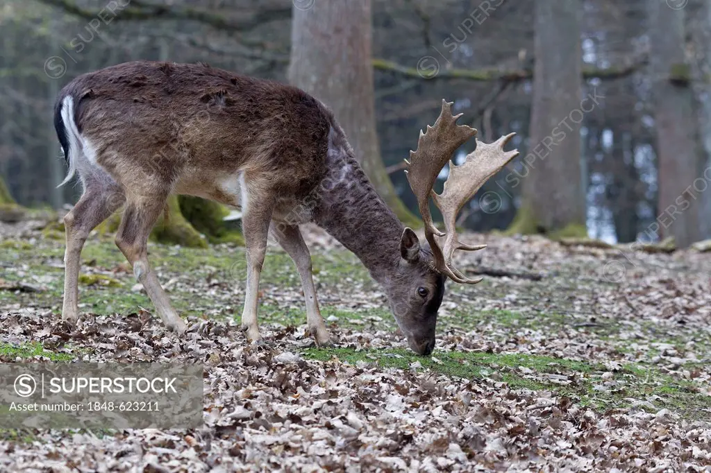 Fallow Deer (Dama dama), Daun Wildlife Park, Rhineland-Palatinate, Germany, Europe