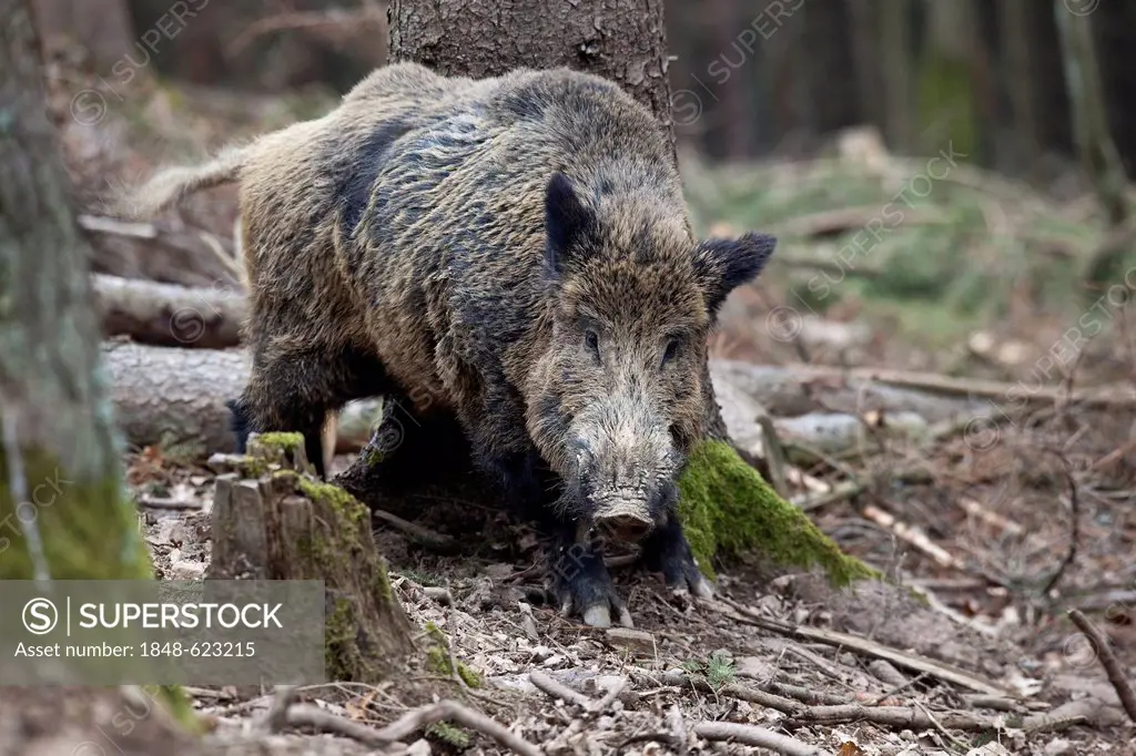 Wild Boar (Sus scrofa), tusker, Rhineland-Palatinate, Germany, Europe, Europe