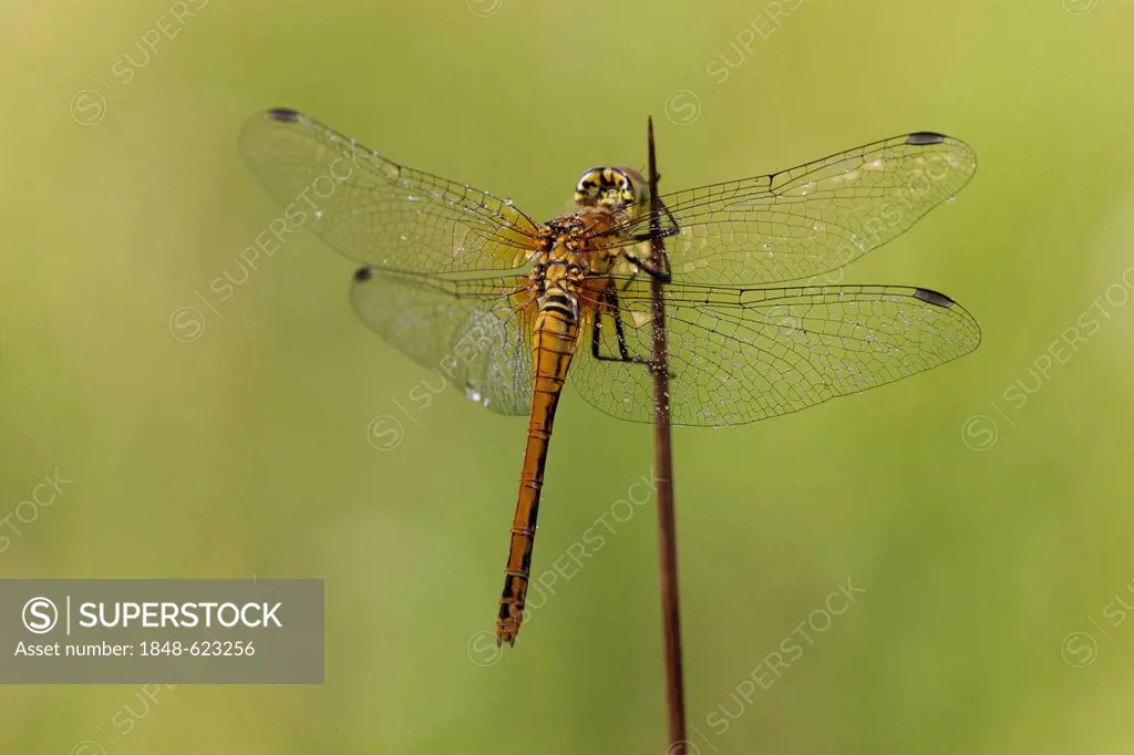 Vagrant Darter Dragonfly (Sympetrum vulgatum), female, Vulkan Eifel, Rhineland-Palatinate, Germany, Europe