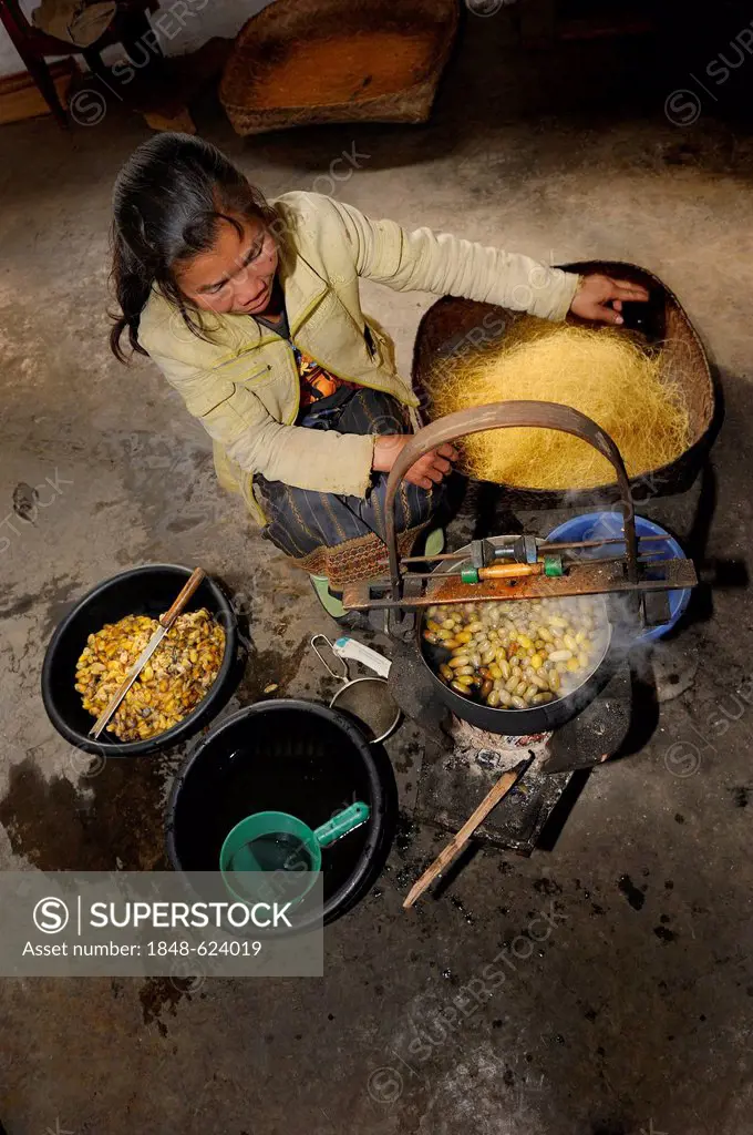 Silk threats are spun from the pupae of the silkworm in a silk factory near the town of Phanasavan, Laos, Southeast Asia, Asia
