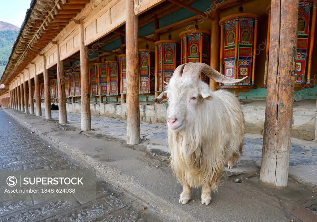 Ram standing in front of the prayer mills, arcade, Kora at the Labrang Monastery, Xiahe, Gansu, formerly known as Amdo, Tibet, China, Asia
