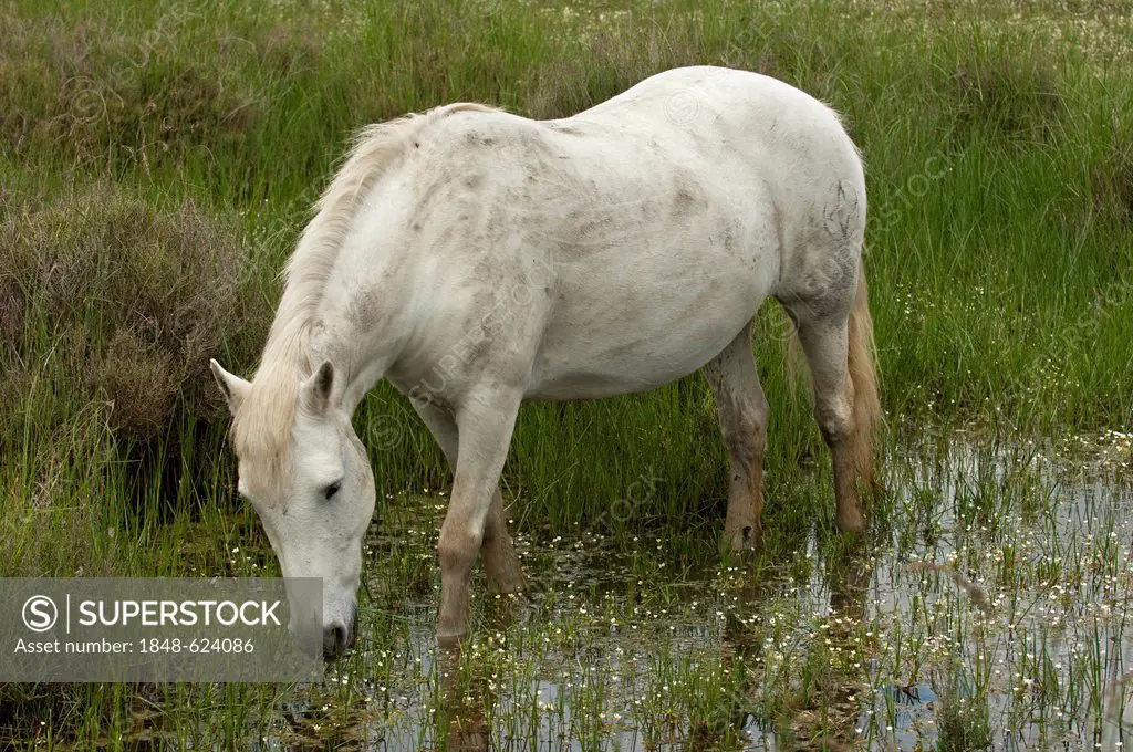 Camargue horse in a wetland area, Camargue, France, Europe