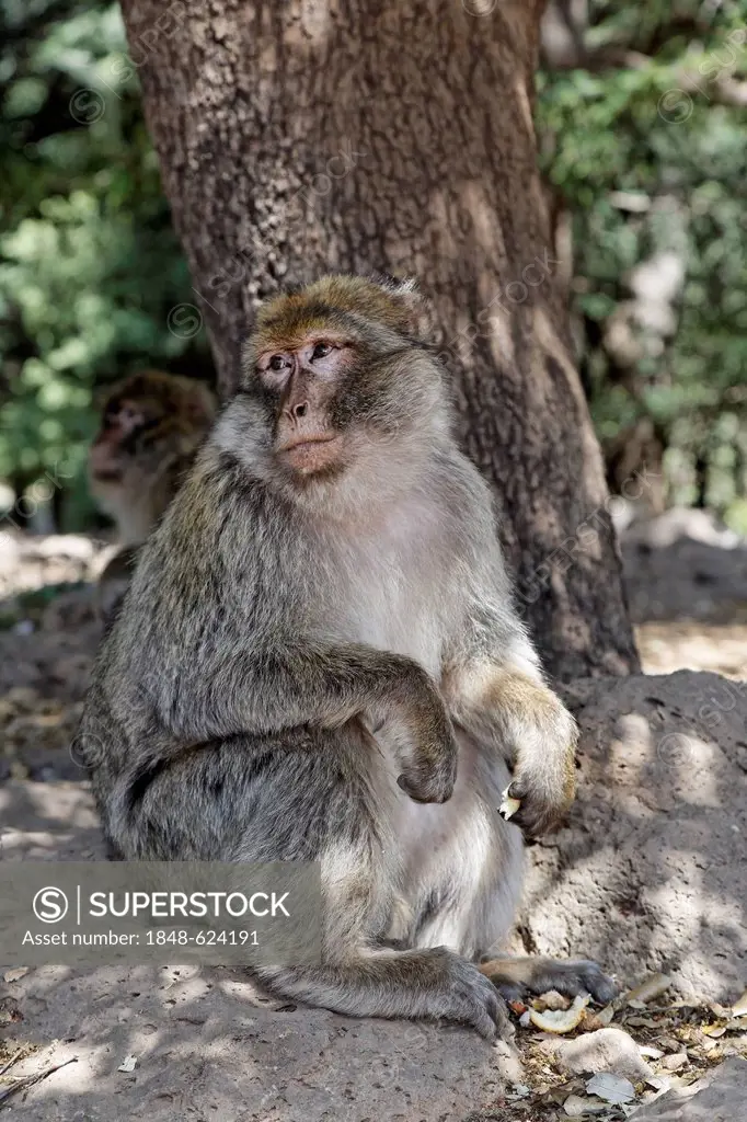 Barbary Macaque (Macaca sylvanus) at the national park near Ifrane, Meknès-Tafilalet, Morocco, North Africa, Maghreb, Africa