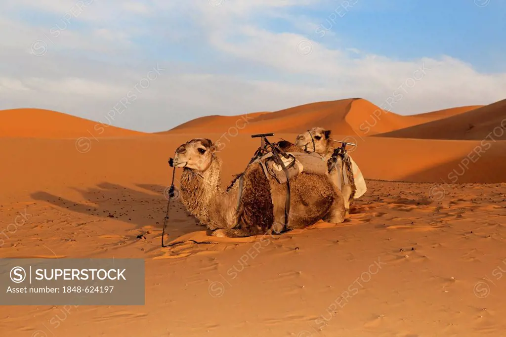 Dromedary or Arabian Camels (Camelus dromedarius), sand dunes of Erg Chebbi, Erfoud, Meknès-Tafilalet, Morocco, Sahara, Maghreb, North Africa, Africa