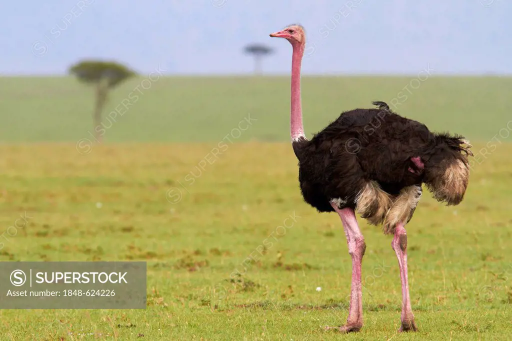 Common ostrich (Struthio camelus), cock, Masai Mara, Kenya, Africa