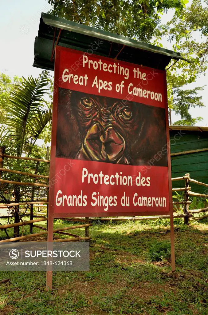 Sign about protecting the great apes, Mefou National Park, near Yaoundé, Cameroon, Central Africa, Africa