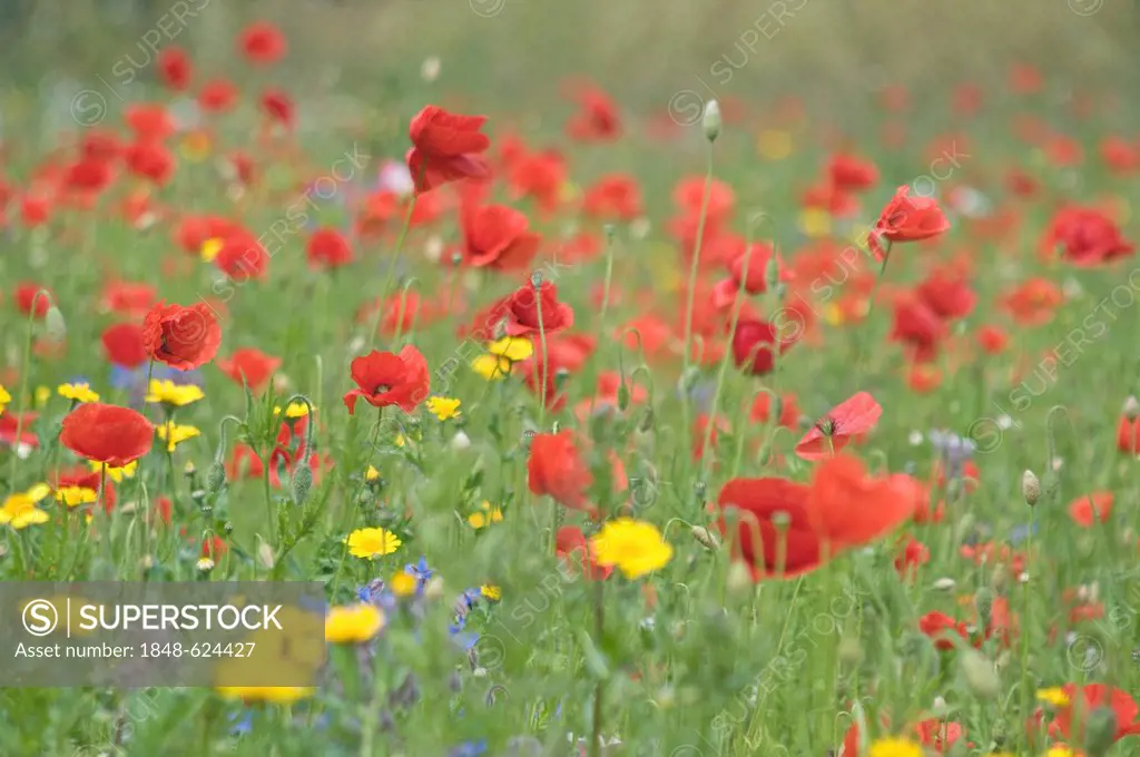 Flower meadow with poppies (Papaver rhoeas), Haren, Emsland region, Lower Saxony, Germany, Europe