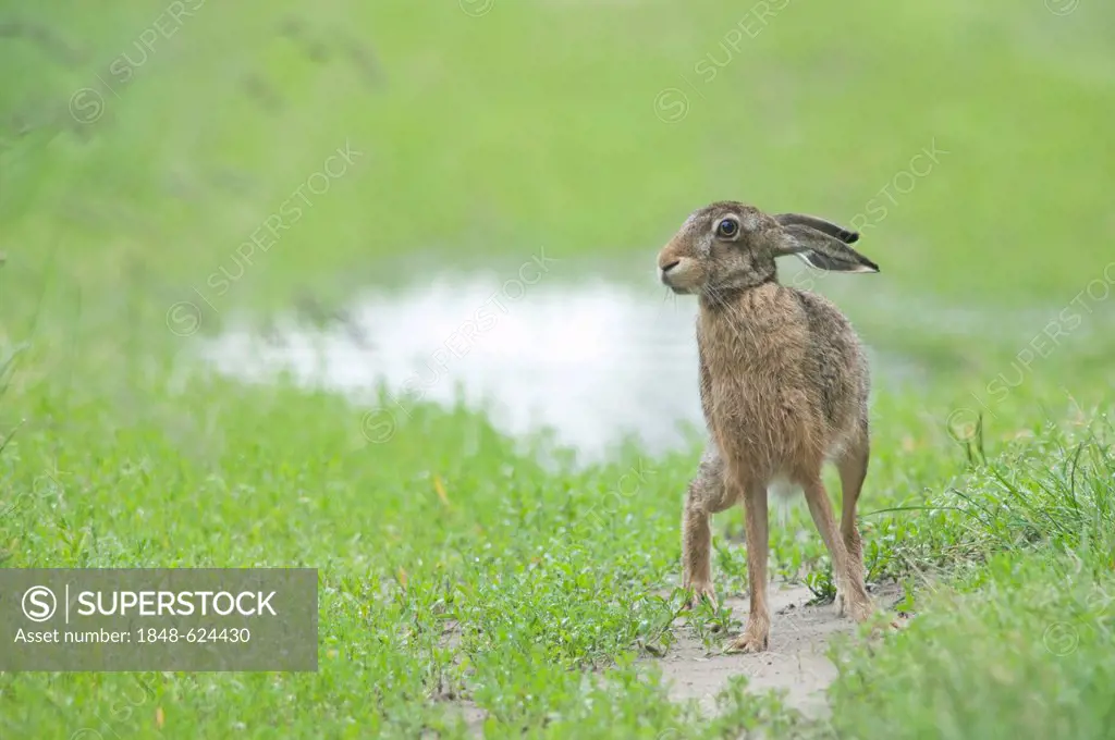 European Hare (Lepus europaeus), Haren, Emsland region, Lower Saxony, Germany, Europe