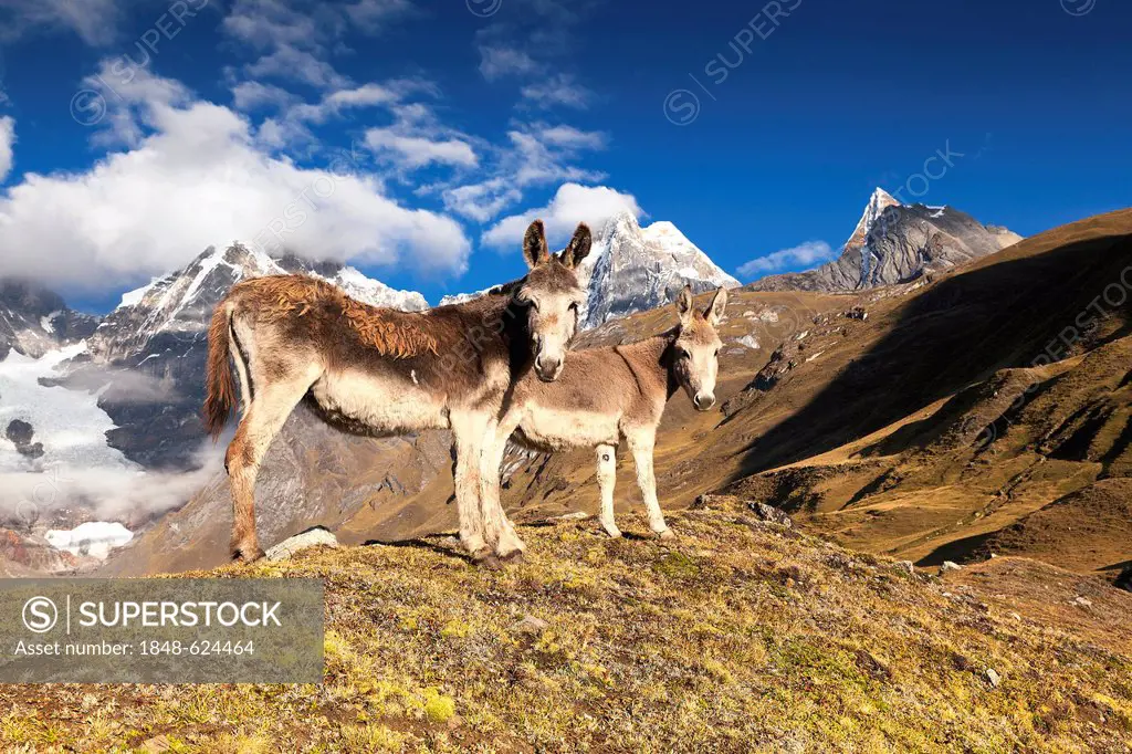 Donkeys (Asinus), Cordillera Huayhuash mountain range, Andes, Peru, South America