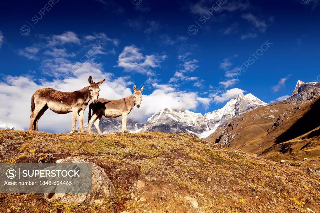 Donkeys (Asinus), Cordillera Huayhuash mountain range, Andes, Peru, South America