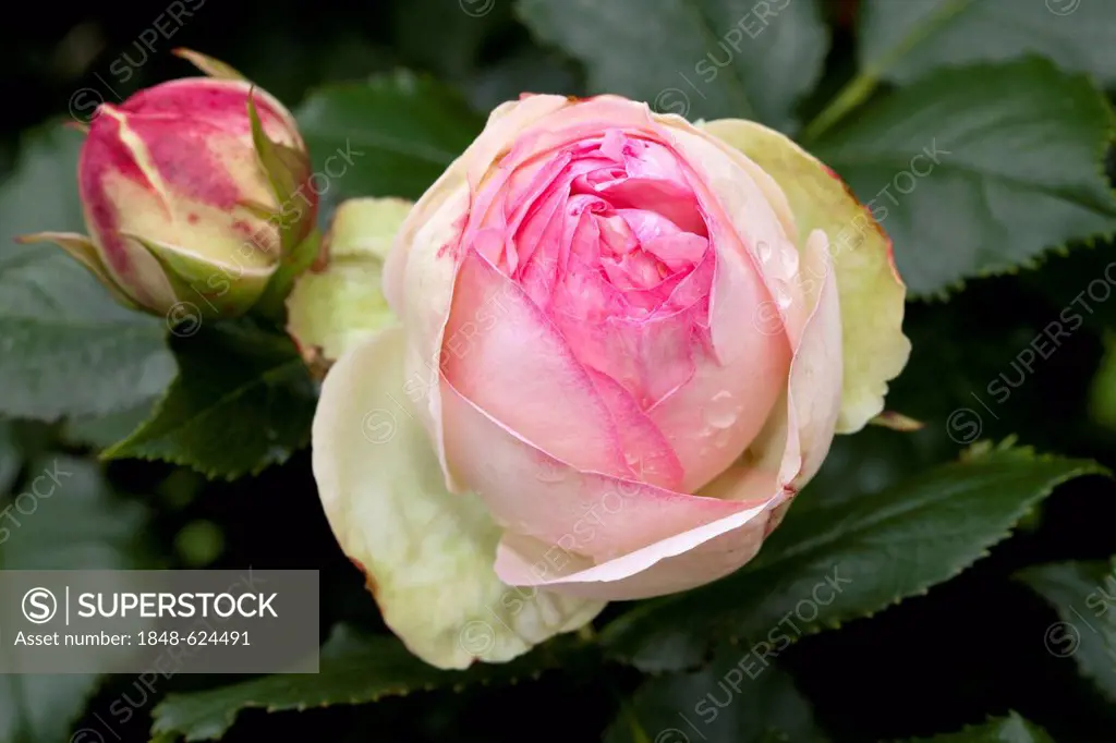 Shrub Rose, Eden Rose 85 (Rosa), Westphalia Park, Dortmund, Ruhr Area, North Rhine-Westphalia, Germany, Europe