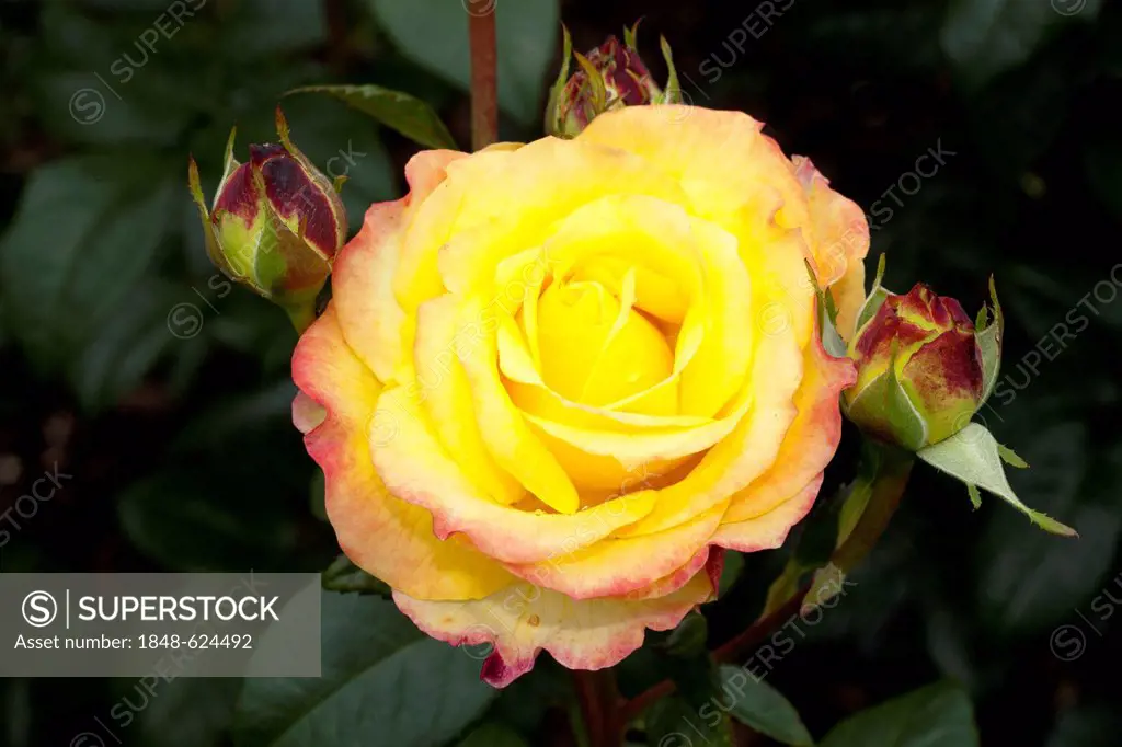 Hybrid Tea Rose, Henrietta (Rosa), Westphalia Park, Dortmund, Ruhr Area, North Rhine-Westphalia, Germany, Europe