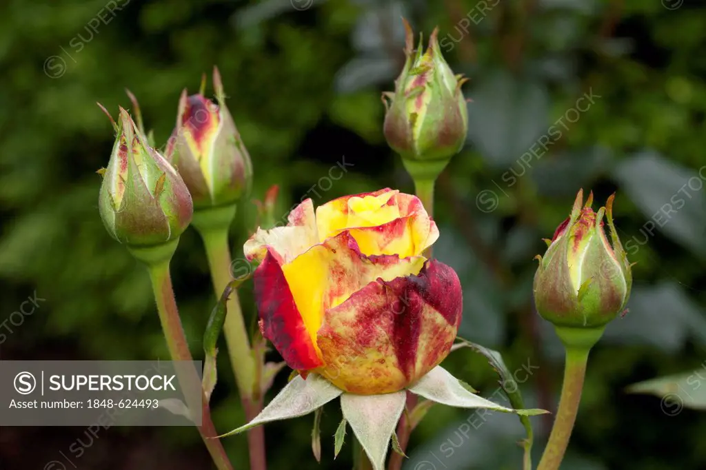 Rose blossom and buds, Hybrid Tea Rose, Henrietta (Rosa), Westphalia Park, Dortmund, Ruhr Area, North Rhine-Westphalia, Germany, Europe