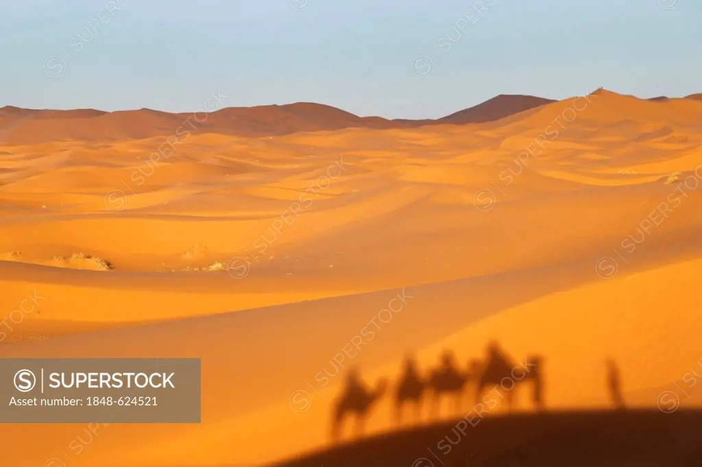 A caravan is casting a shadow on dunes, dromedary camels (Camelus dromedarius), at the sand dunes of Erg Chebbi, Erfoud, Meknes-Tafilalet, Morocco, Ma...